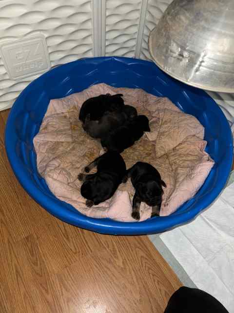  I have some frenchies for sale 